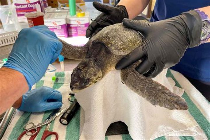 
43 Cold-Stunned Sea Turtles Flown to Safety on Rescue Flight from the Northeast U.S. to Georgia 