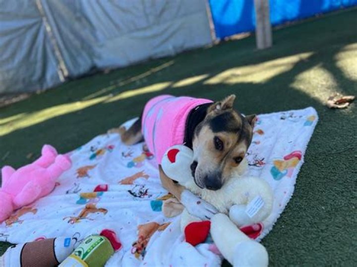 
Calif. Rescue Has Birthday Party for Dog in Shelter Over 2 Years in Hopes of Gifting Pet a Home 