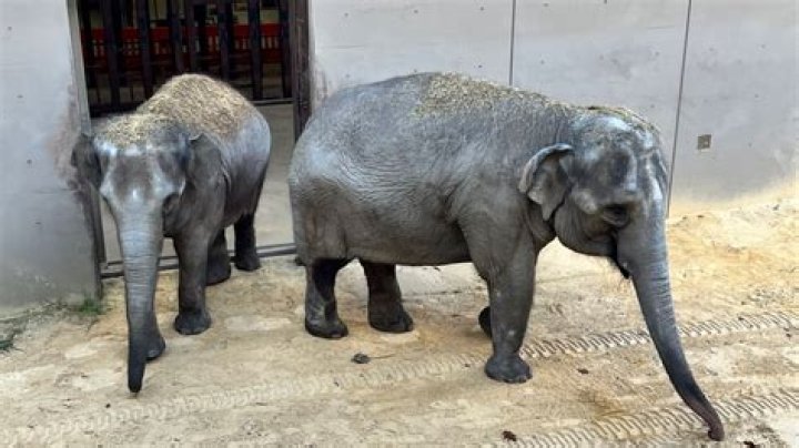 
Court tells TN govt to allow Assam delegation to meet elephant Joymala 