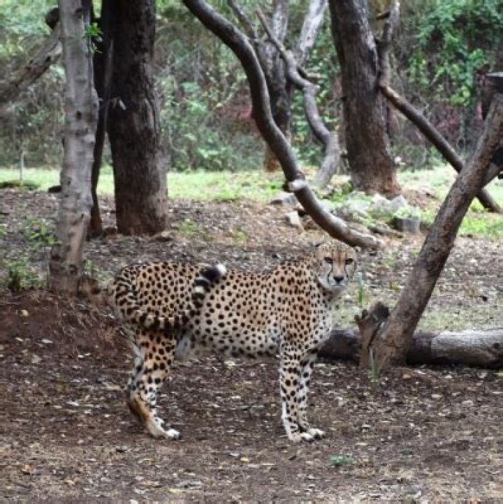 
Eight-member STF to look after cheetahs released in Kuno National Park 