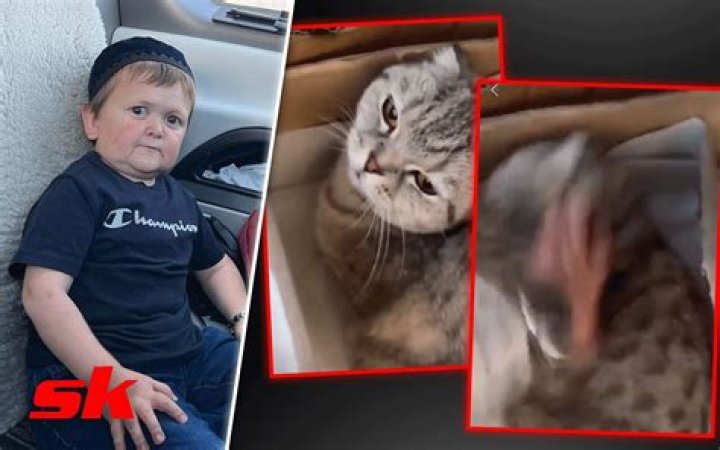 “Grown men can catch grown hands”: Hasbulla cat abuse video sparks outrage online