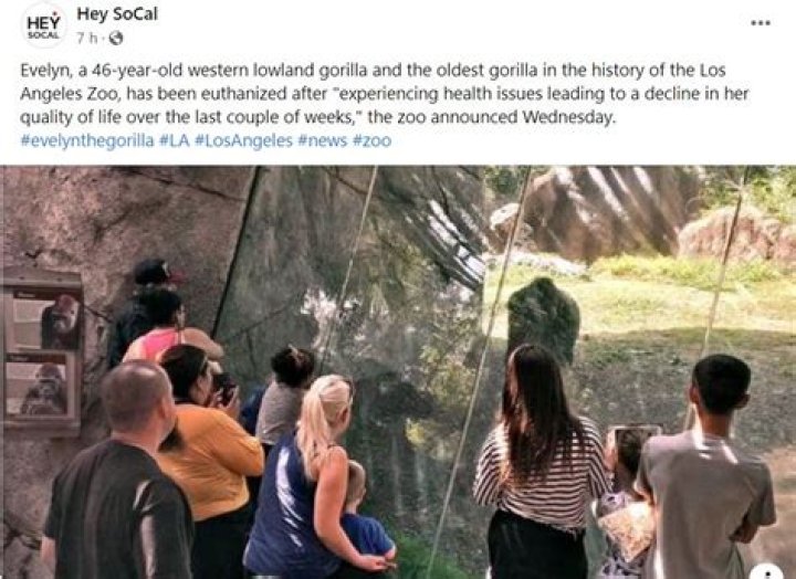 
How did Evelyn die? Oldest gorilla at Los Angeles zoo, cause of death explained 
