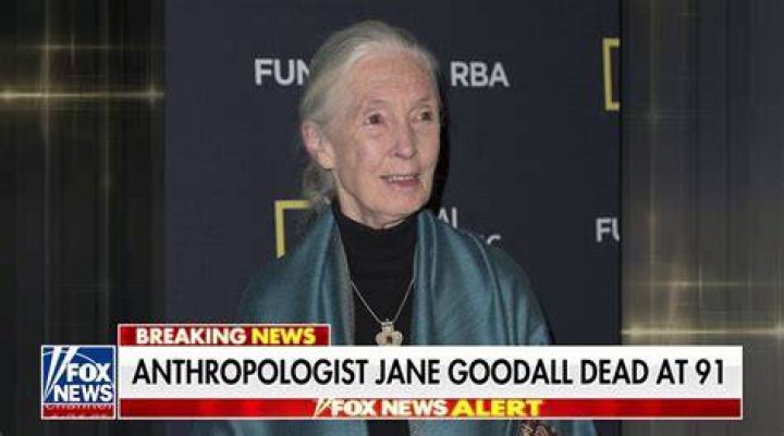 
Is Jane Goodall Dead Or Alive In 2022? Know Where The Primatologist Is Now 