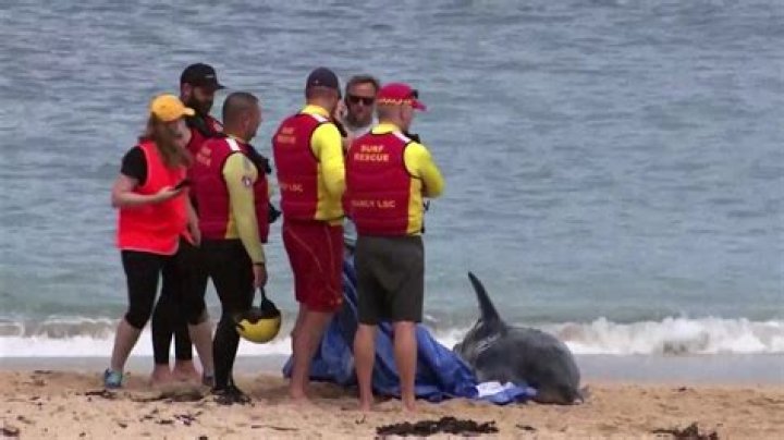 
Lifeguards ‘laughed’ at warnings minutes before a fatal shark attack in Sharm El-Sheikh. 