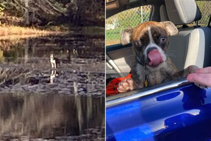 
Lost Boston Terrier Puppy Stranded on Mud Island Rescued and Reunited with Owners 