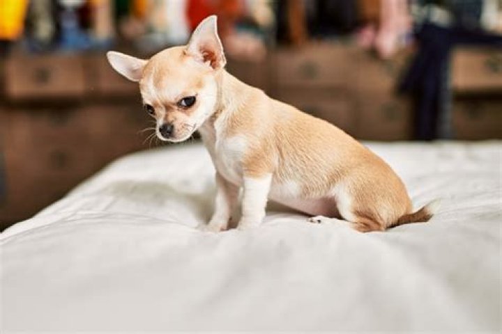 Maddie The Chihuahua Height, Weight, Net Worth, Age, Birthday, Wikipedia, Who, Instagram, Biography