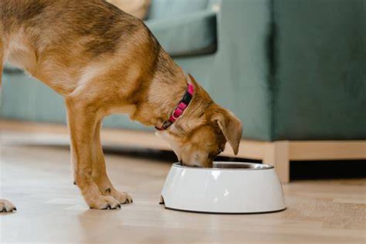 
Madonna Licks Water Out Of Dog Bowl, Fans Call Her “Sad, Gross, And Not Classy” 