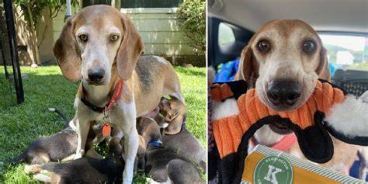 
Prince Harry And Meghan Markle Have Adopted A Rescue Beagle Named Mamma Mia 