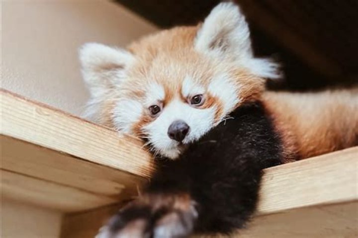 
Toronto Zoo Red Panda Cub Dies Unexpectedly: ‘We Are Sad that Our Time with Him Was So Short’ 