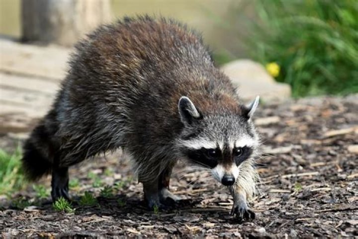 
Viral Video Shows Conn. Mom Tossing a Raccoon After It Latches onto Her Daughter’s Leg: Watch! 