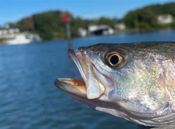 
What Happened To Ernie Sigmon? Boater Found Dead In Choptank River 