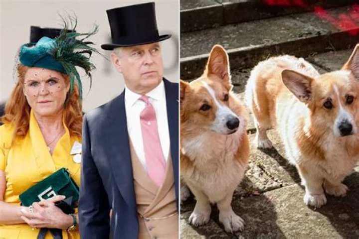 
What Happened To Queen Corgis? Queen Corgis Wikipedia, Age 