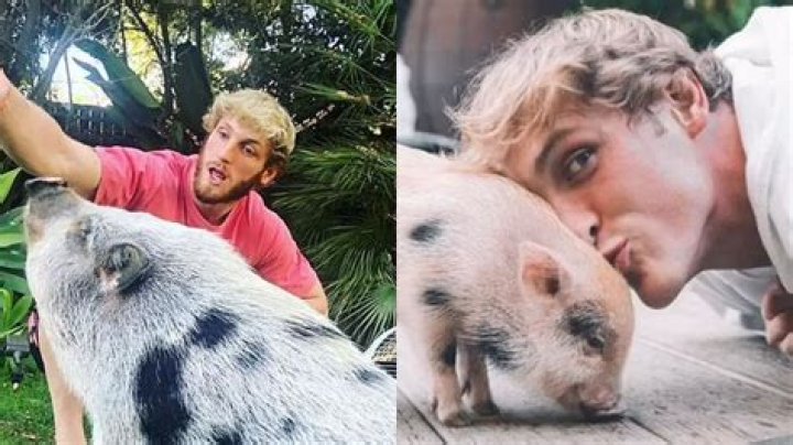 
What pets does Logan Paul have? YouTuber’s pig Pearl found sick after allegedly being abandoned 