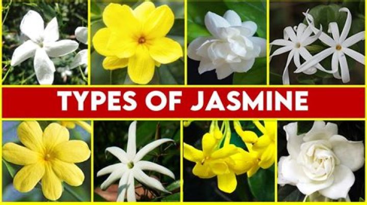 Who are Jasmine Guys Parents? Jasmine Guy Biography, Parents Name and More