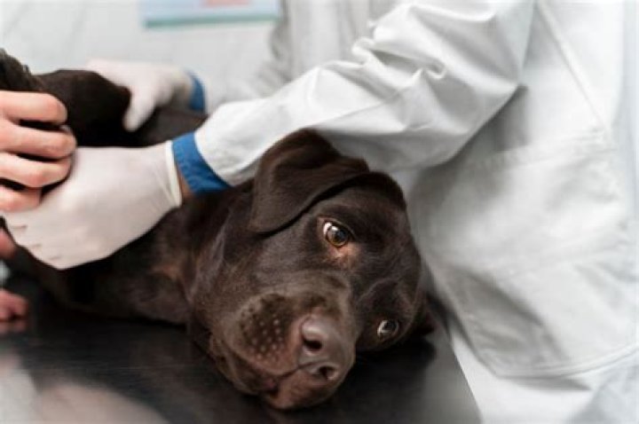 
Why did Olympe want to get euthanized? YouTuber’s doctor sheds light on Belgium’s “death ward” 